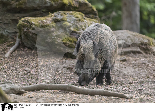 Wildschwein / wildboar / PW-12381