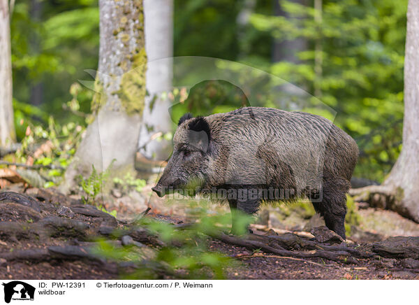 Wildschwein / wildboar / PW-12391