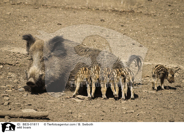 Wildschweine / wild boars / BES-01811
