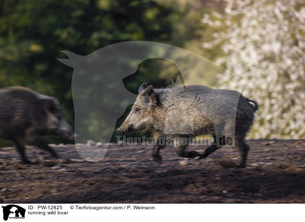 rennendes Wildschwein / running wild boar / PW-12825