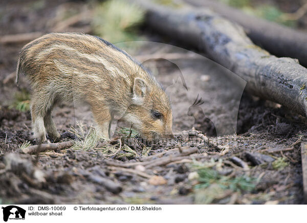 Wildschwein Frischling / wildboar shoat / DMS-10069