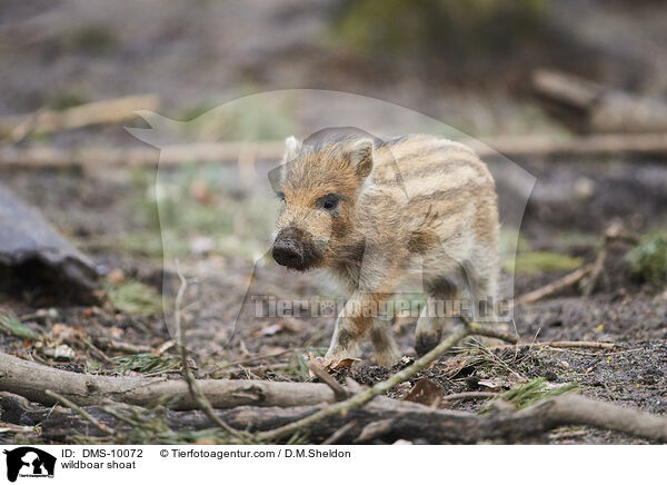 Wildschwein Frischling / wildboar shoat / DMS-10072