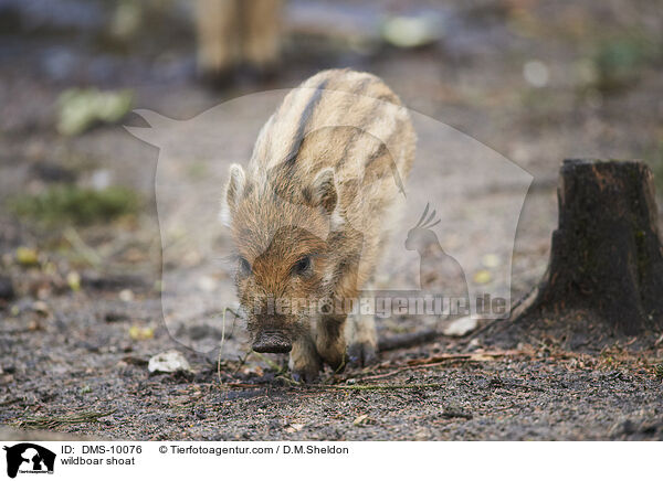 Wildschwein Frischling / wildboar shoat / DMS-10076