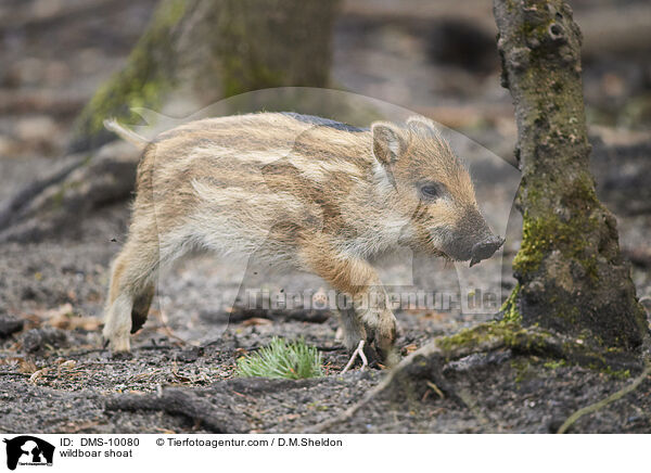 Wildschwein Frischling / wildboar shoat / DMS-10080