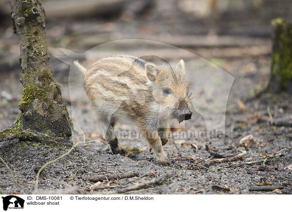 Wildschwein Frischling / wildboar shoat / DMS-10081