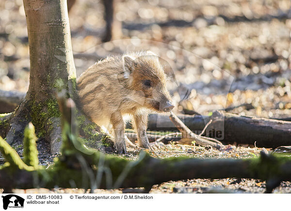 Wildschwein Frischling / wildboar shoat / DMS-10083