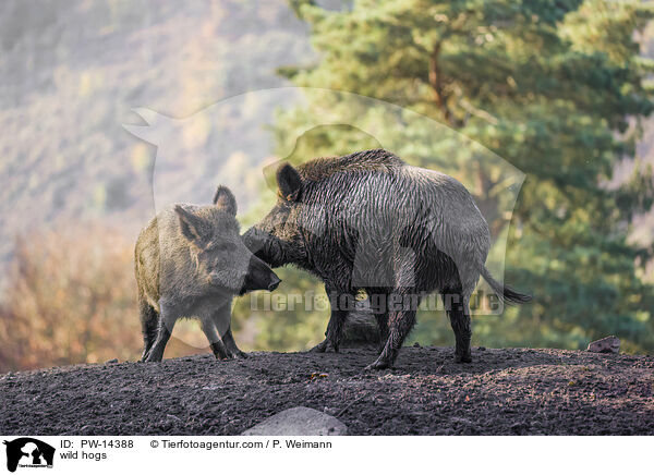 Wildschweine / wild hogs / PW-14388