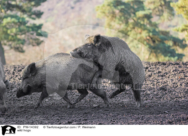 Wildschweine / wild hogs / PW-14392