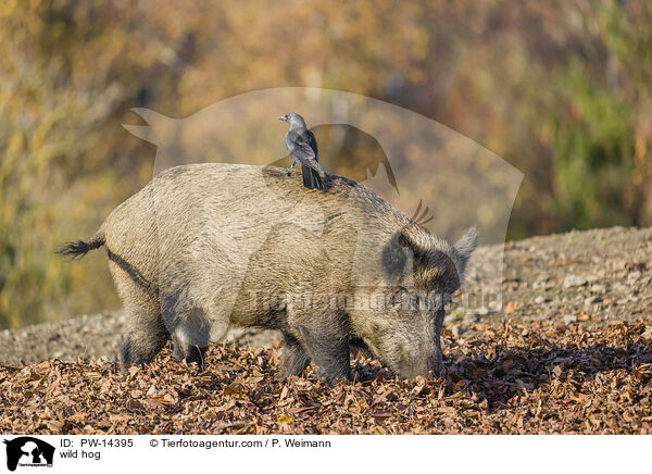 Wildschwein / wild hog / PW-14395