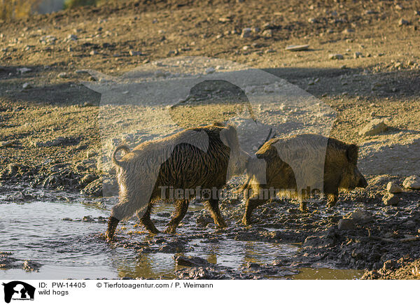 Wildschweine / wild hogs / PW-14405
