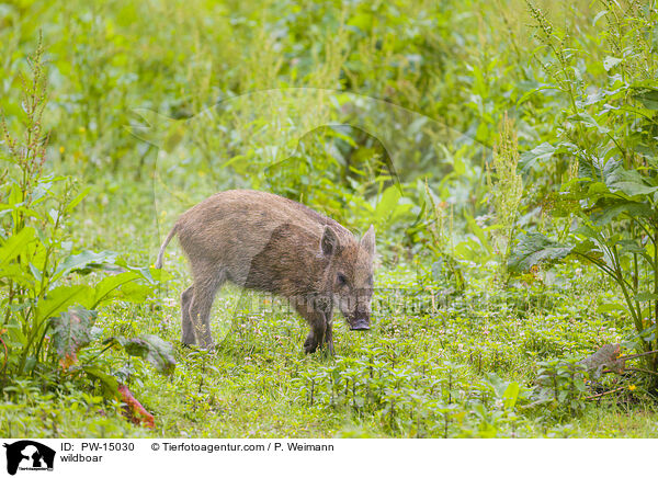 Wildschwein / wildboar / PW-15030