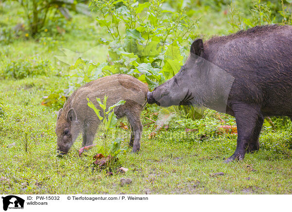 Wildschweine / wildboars / PW-15032