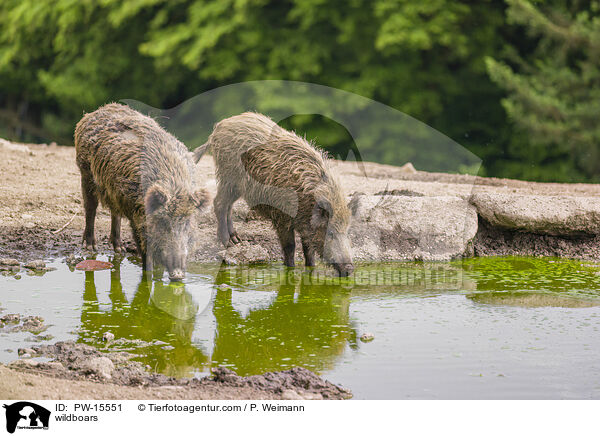 Wildschweine / wildboars / PW-15551