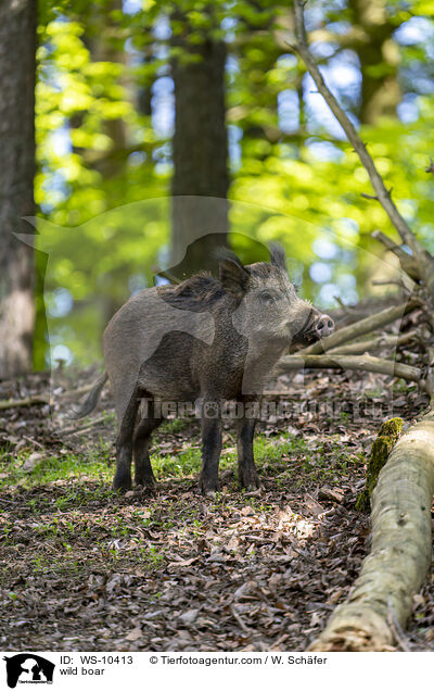Wildschwein / wild boar / WS-10413