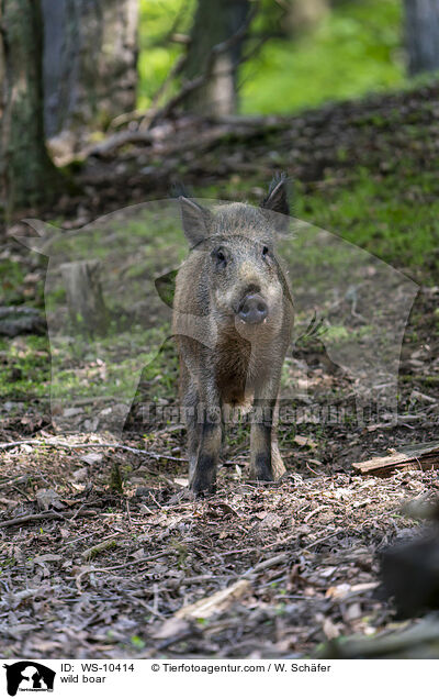 Wildschwein / wild boar / WS-10414