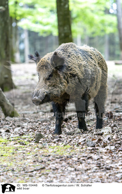 wild boar / WS-10446