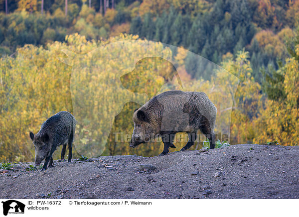 Wildschweine / wildboars / PW-16372