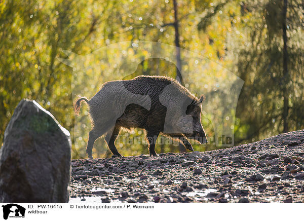 Wildschwein / wildboar / PW-16415