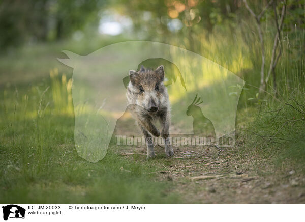 Wildschwein Frischling / wildboar piglet / JM-20033