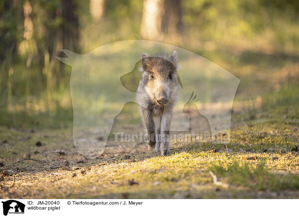 Wildschwein Frischling / wildboar piglet / JM-20040