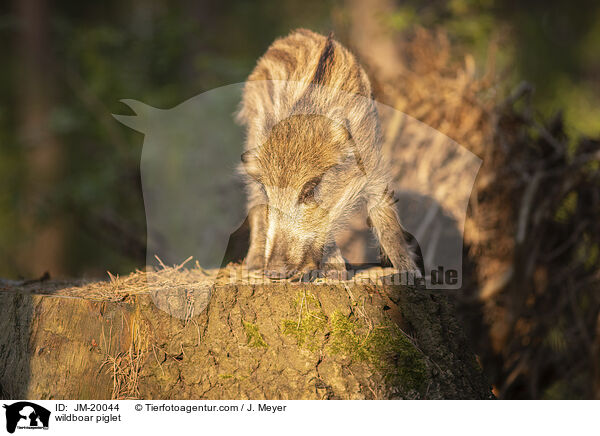 Wildschwein Frischling / wildboar piglet / JM-20044