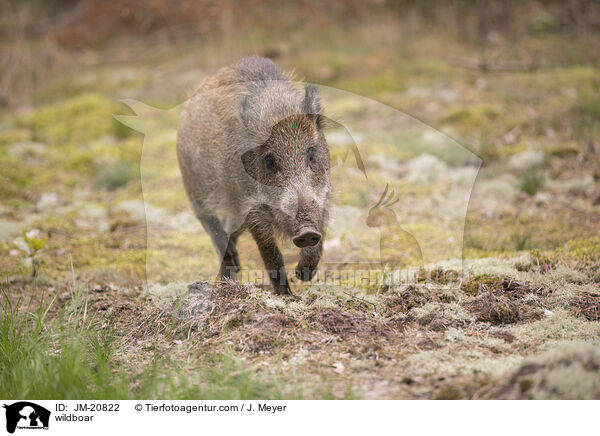 Wildschwein / wildboar / JM-20822