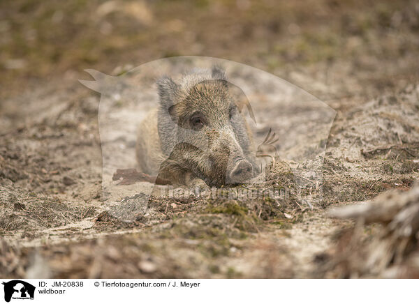 Wildschwein / wildboar / JM-20838