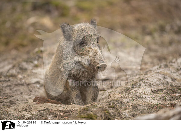 Wildschwein / wildboar / JM-20839