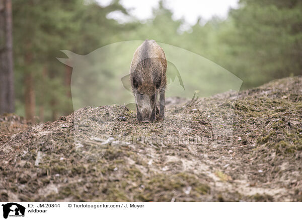 Wildschwein / wildboar / JM-20844