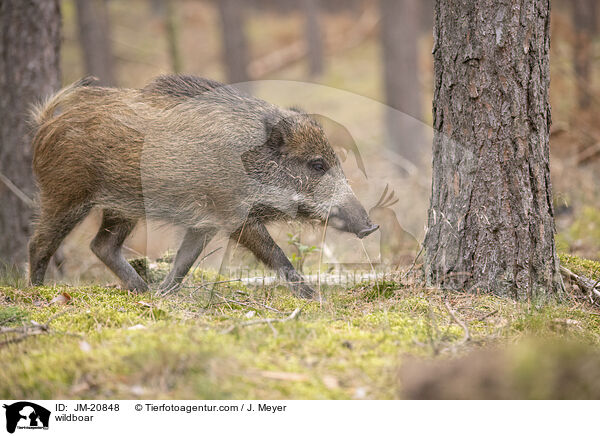 Wildschwein / wildboar / JM-20848