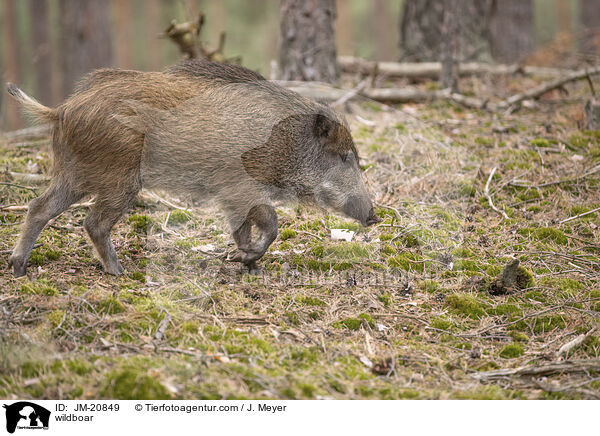 Wildschwein / wildboar / JM-20849