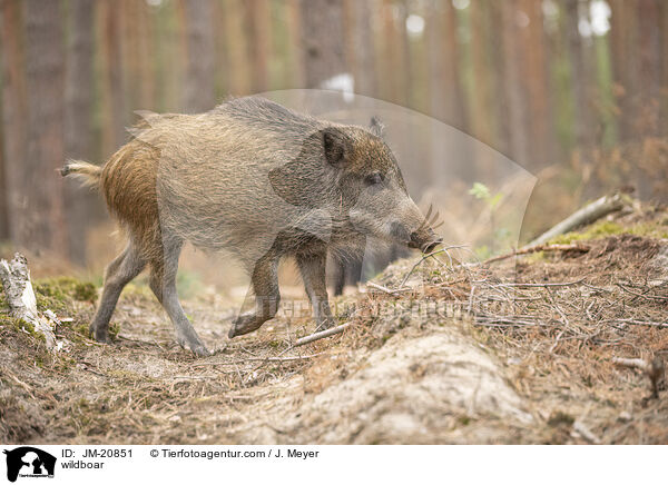 Wildschwein / wildboar / JM-20851