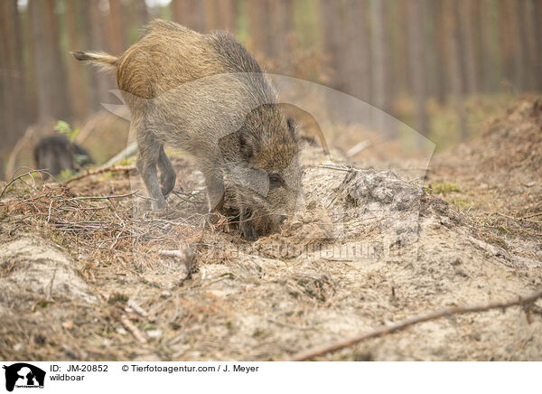 Wildschwein / wildboar / JM-20852