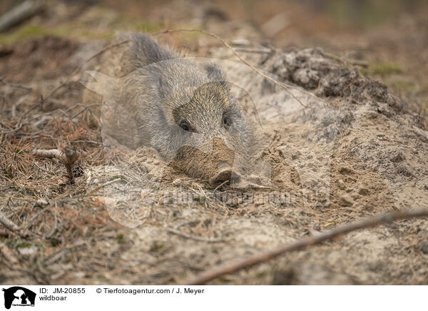 Wildschwein / wildboar / JM-20855