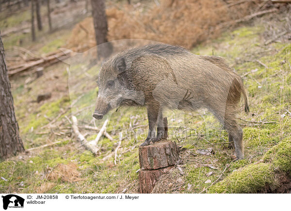 Wildschwein / wildboar / JM-20858