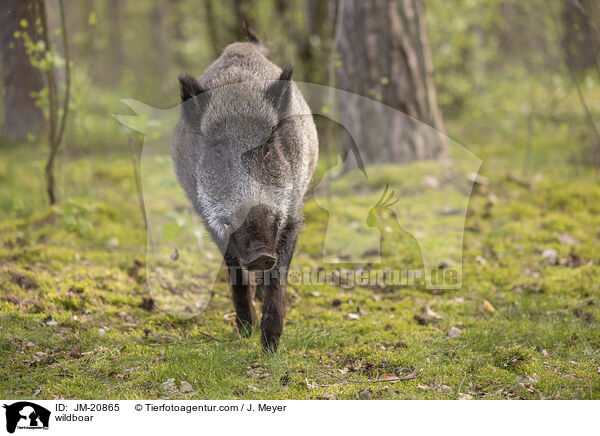 Wildschwein / wildboar / JM-20865