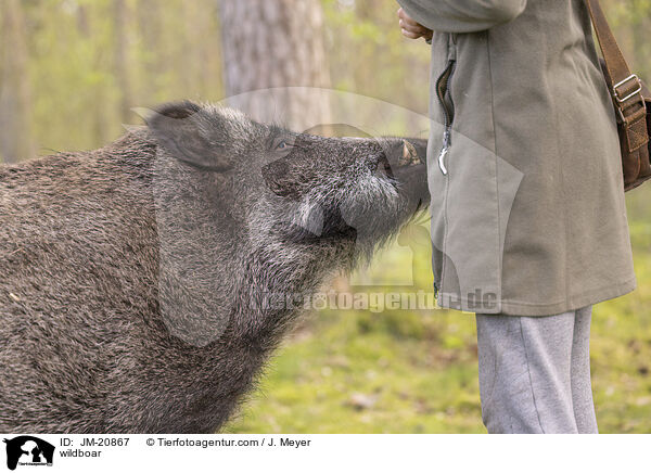 Wildschwein / wildboar / JM-20867