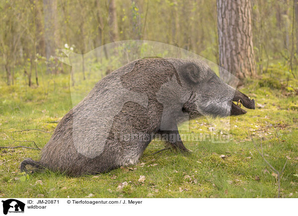 Wildschwein / wildboar / JM-20871