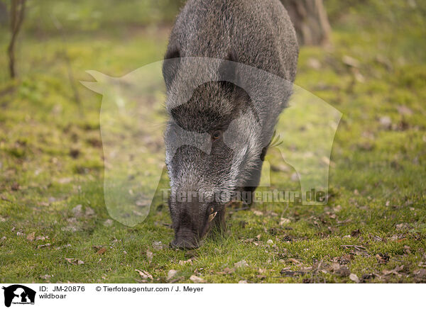 Wildschwein / wildboar / JM-20876