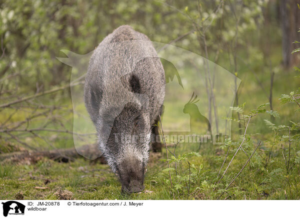 Wildschwein / wildboar / JM-20878