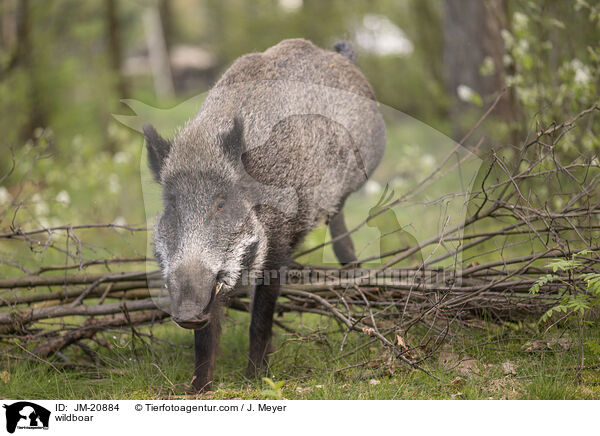 Wildschwein / wildboar / JM-20884