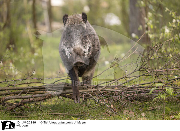 Wildschwein / wildboar / JM-20886