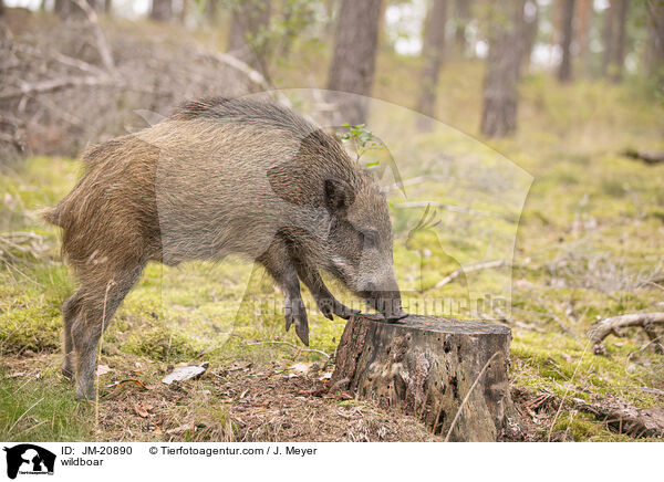 Wildschwein / wildboar / JM-20890