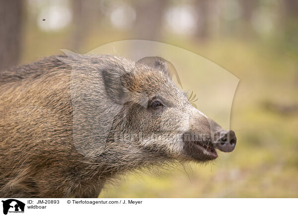 Wildschwein / wildboar / JM-20893