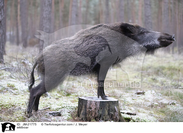 Wildschwein / wildboar / JM-21775