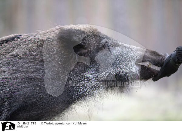 Wildschwein / wildboar / JM-21779