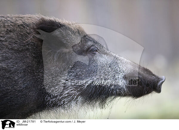 Wildschwein / wildboar / JM-21781