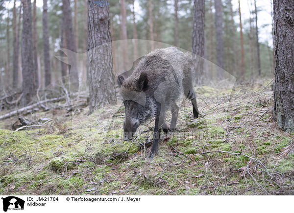 Wildschwein / wildboar / JM-21784