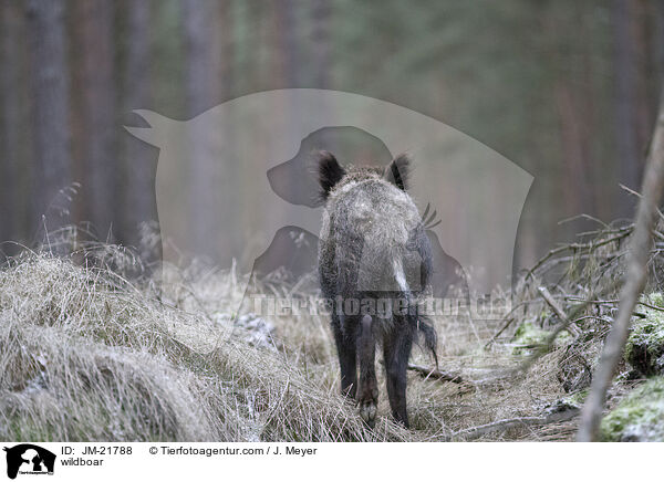 Wildschwein / wildboar / JM-21788