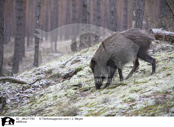 Wildschwein / wildboar / JM-21790